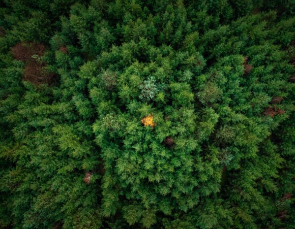 pexels-benoît-le-rouge-18647959