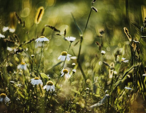pexels-helena-jankovičová-kováčová-18619026